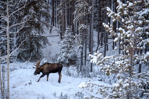 Moose (Alces alces) in Jasper National Park, Alberta, Canada