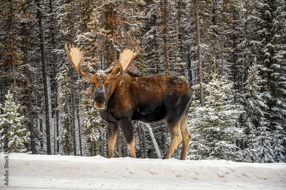 Moose (Alces alces) in Jasper National Park, Alberta, Canada Moose (Alces alces) in Jasper National Park, Alberta, Canada