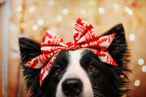 border collie dog new year card photo with lights magic light christmas new year