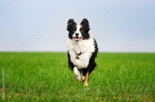 Fotografia border collie dog lovely portrait fun walk on green field