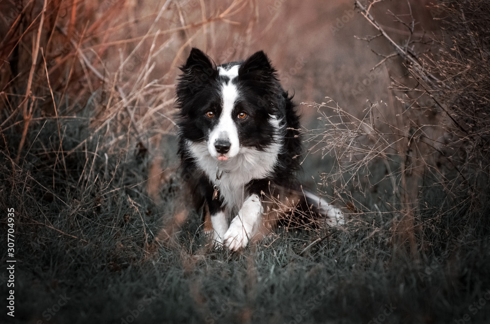 border collie dog beautiful portrait magic light