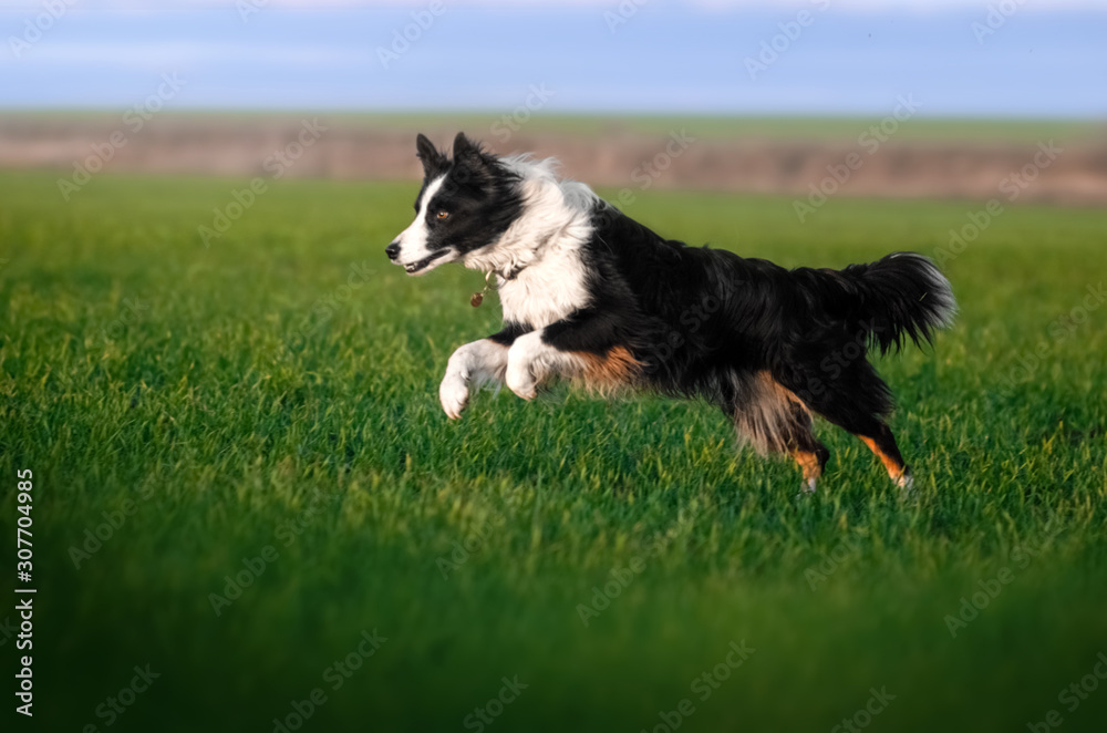 border collie dog lovely portrait fun walk on green field