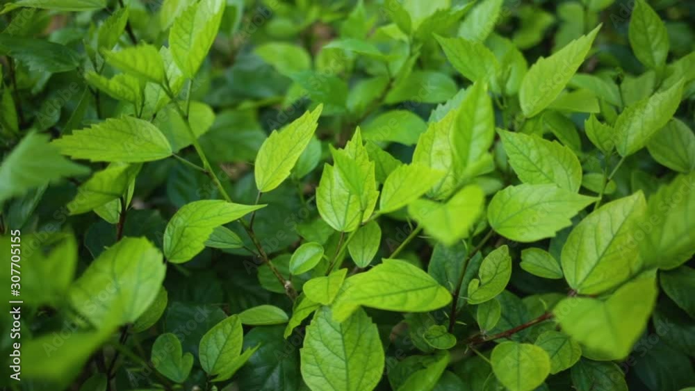 Beautiful charming soft fresh greenery video background. Vivid foliage growing outside. Real time footage. Beautiful charming soft fresh greenery video background. Vivid foliage growing outside. Real time footage.