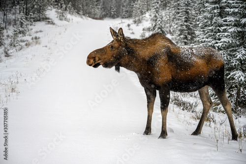 Moose (Alces alces) in Jasper National Park, Alberta, Canada