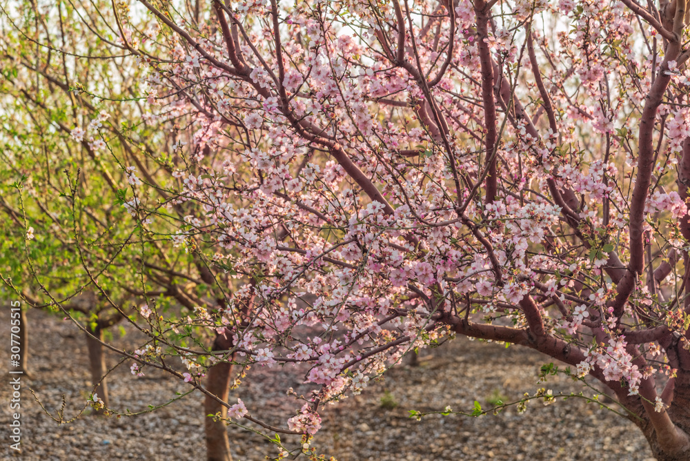 Almond tree with pink blossoms in the grove
