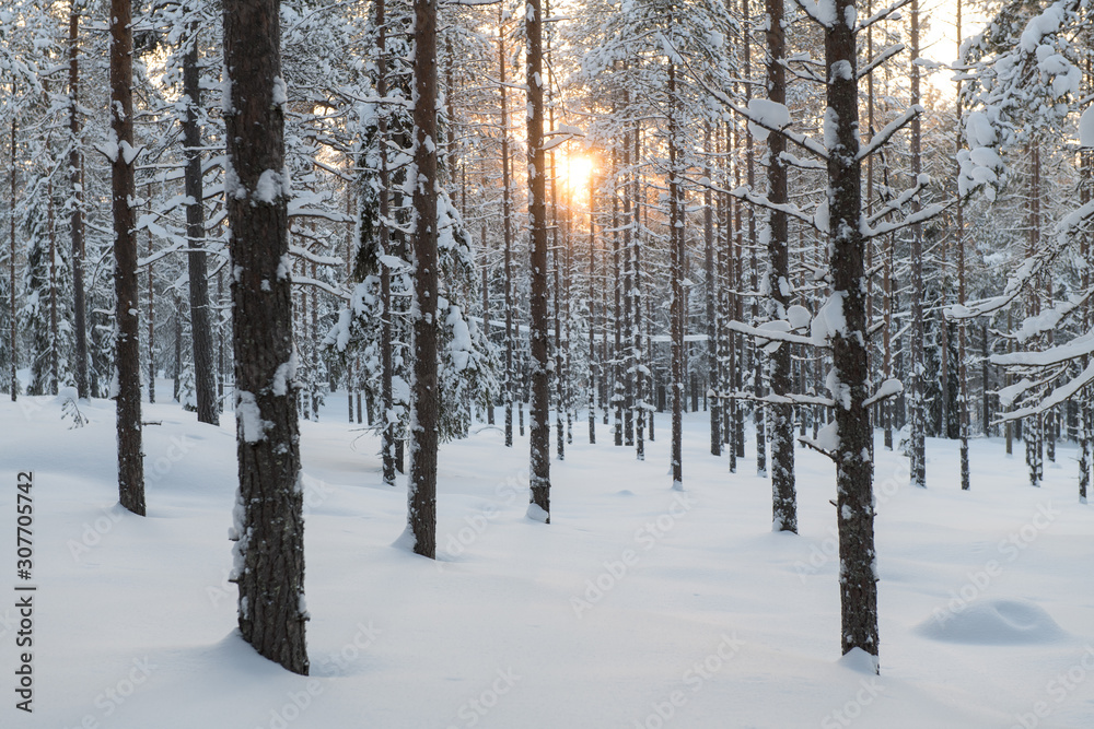 Fototapeta premium Beautiful winter landscape: forest covered by snow