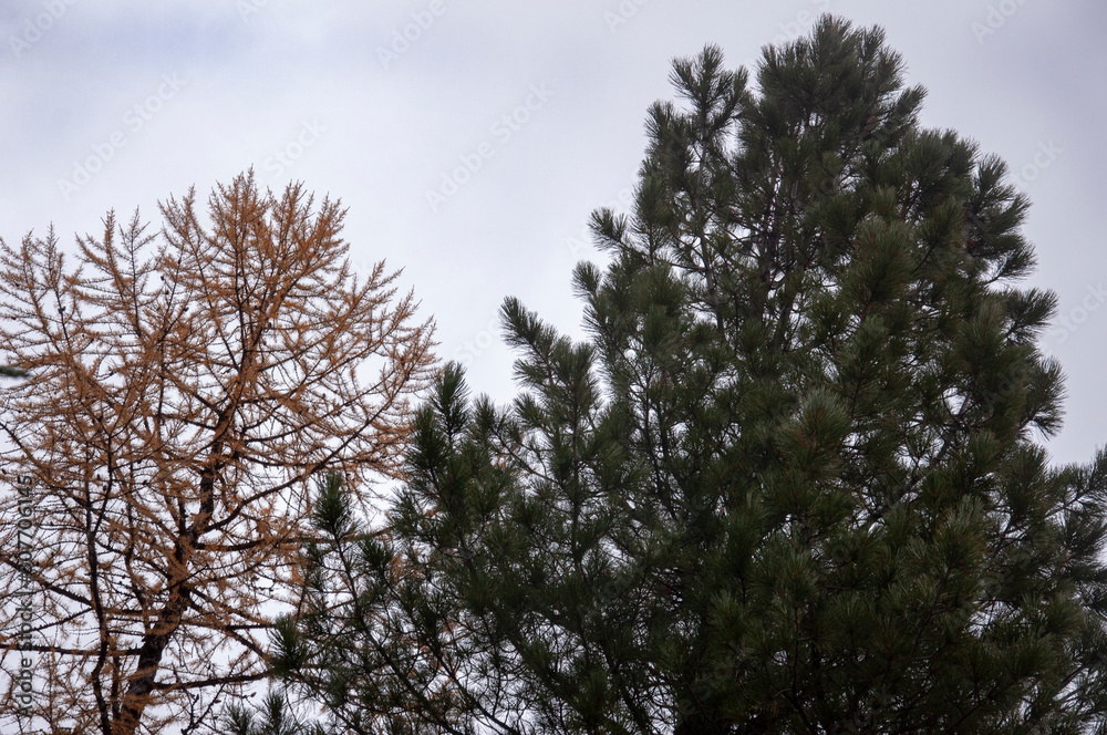 Larch tree with small brown leaves in the fall forest. Autumn background with dark sky. Nature landscape Larch tree with small brown leaves in the fall forest. Autumn background with dark sky. Nature landscape