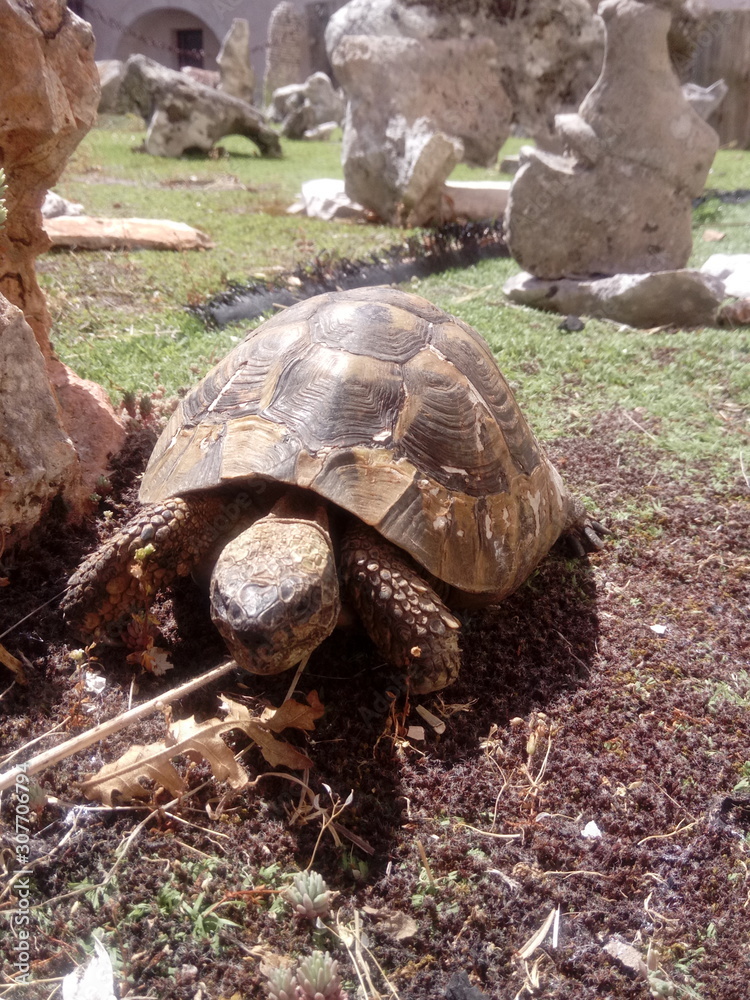 Obraz premium tartaruga