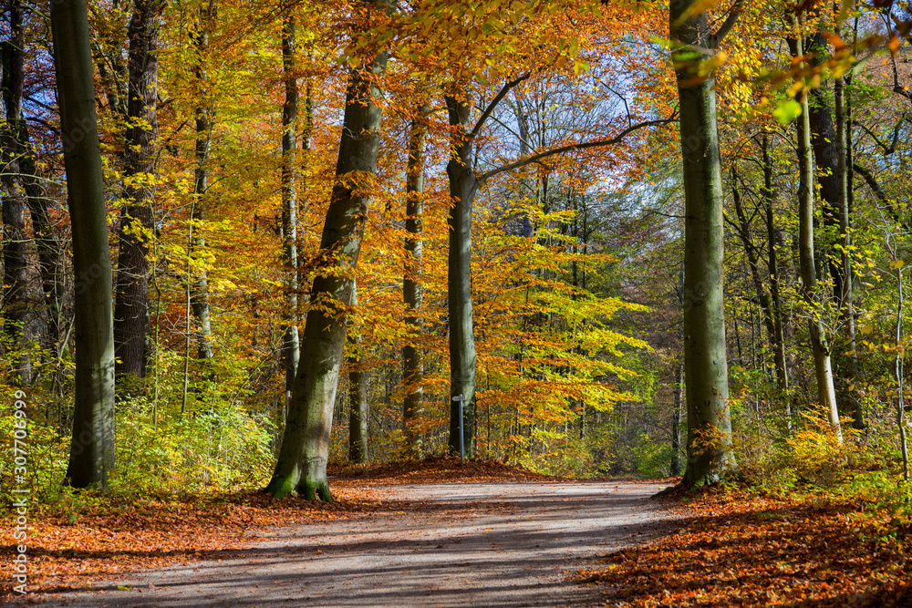 Laubbäume im Herbst mit Weg, Bayern, Deutschland, Europa