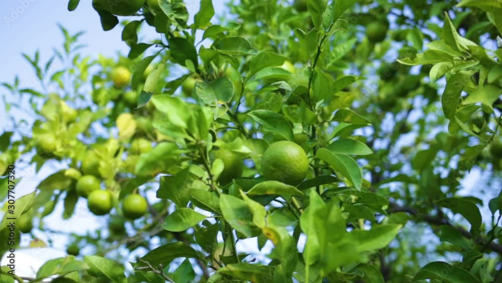 Closeup view of green branches of fruit citrus tree isolated on sunny clear blue sky background. Real time full hd video footage. Closeup view of green branches of fruit citrus tree isolated on sunny clear blue sky background. Real time full hd video footage.