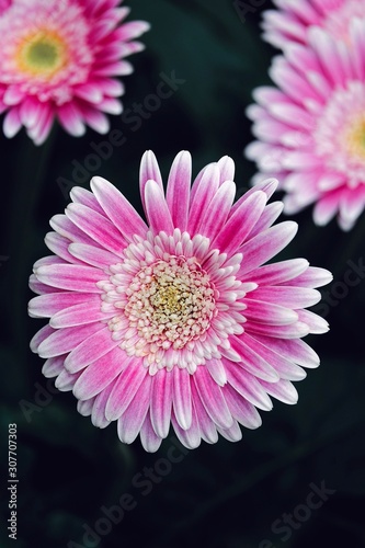 pink gerbera flower