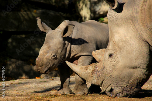 Breitmaulnashorn  Ceratotherium simum  Muttertier mit Jungem