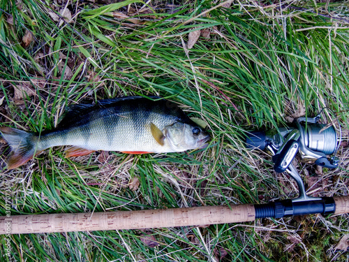 Photography fresh fish on grass, sweden, stockholm europe, nacka