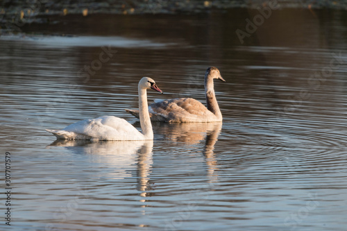 Adult swan and cub on the water surface of the lake.