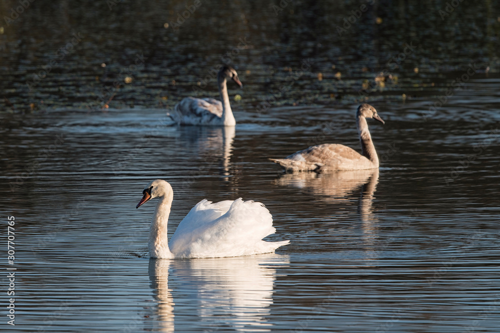 Fototapeta premium Adult swan and cub on the water surface of the lake.