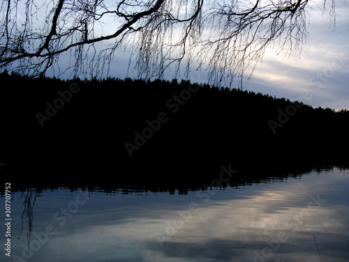 Photography trees in fog, sweden, stockholm europe, nacka