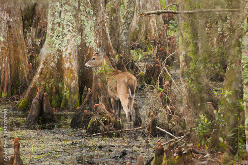 Deer in the swamp © Allen Penton