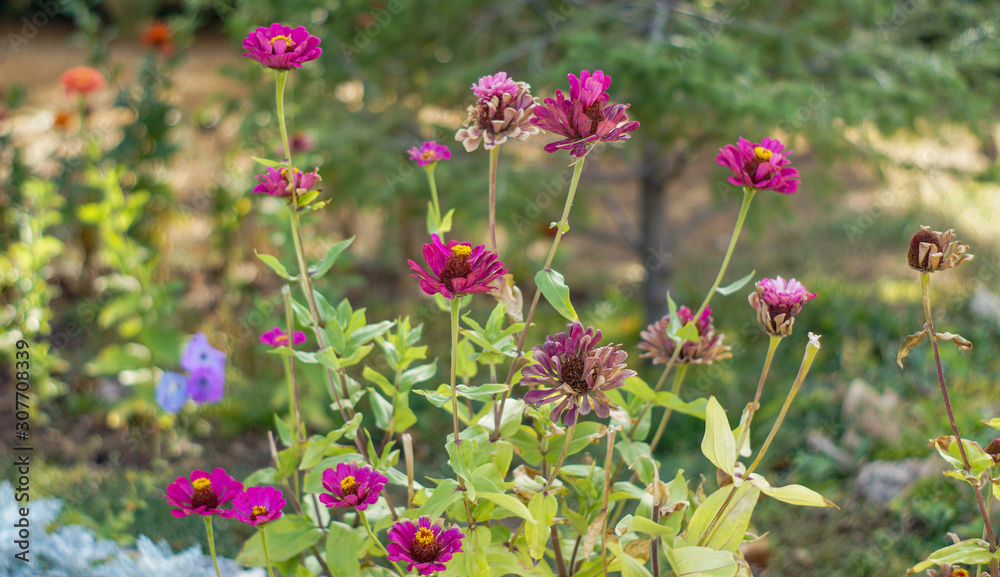 Fototapeta premium flowers in the garden