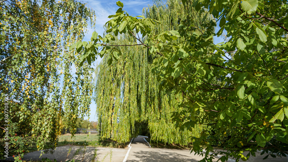 Obraz premium bench in the park