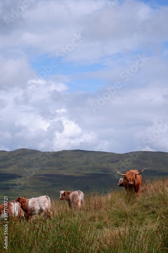 Highland Cows on Conic Hill, Loch Lomond, Scotland.