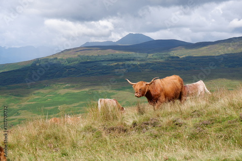 Highland Cows on Conic Hill, Loch Lomond, Scotland.