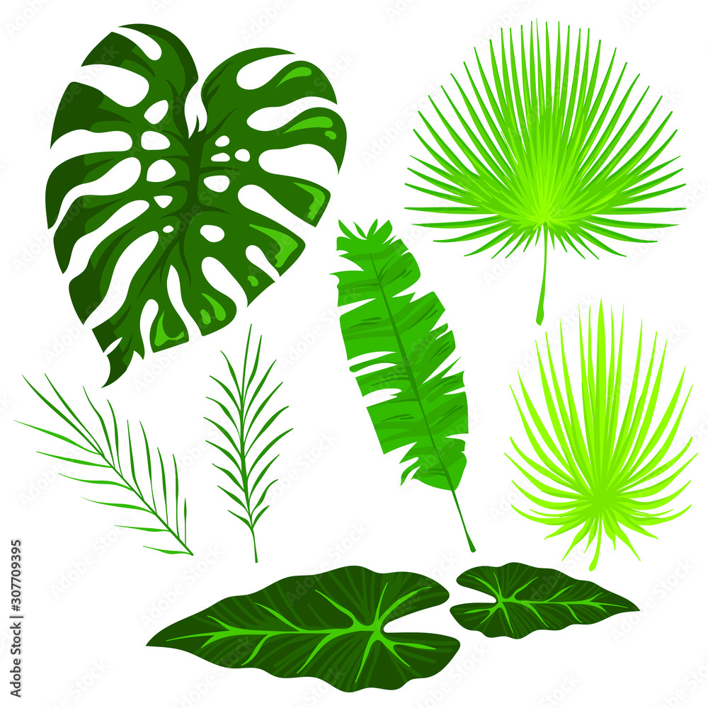 Set of tropical leaves, vector cartoon illustration isolated on white background