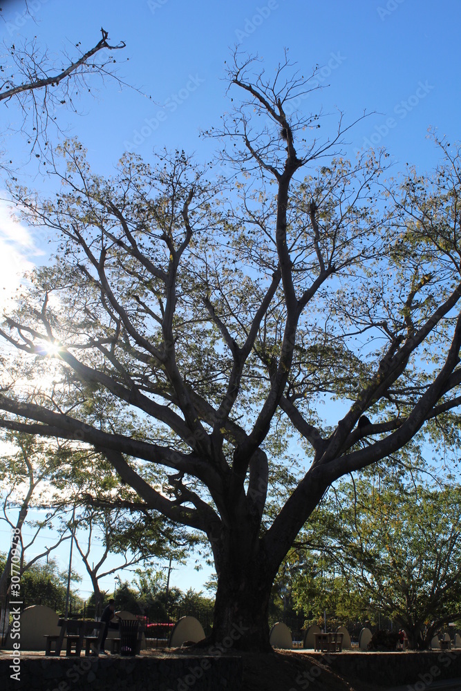 Fototapeta premium Tree