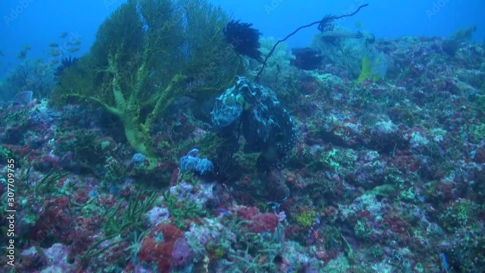 Common Octopus (Octopus vulgaris) End of Mating Philippines Stock