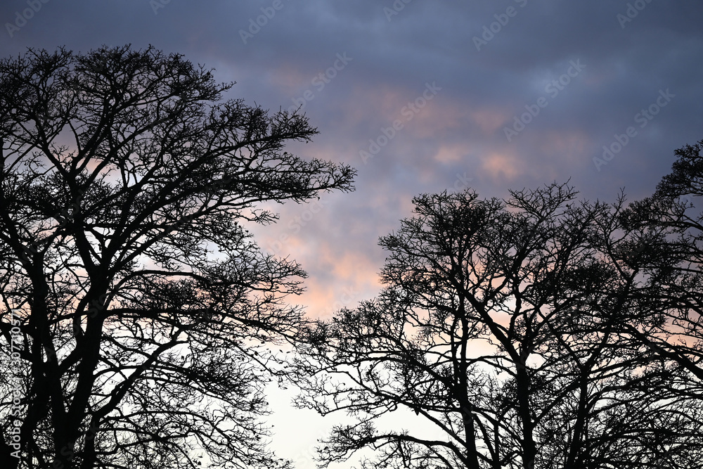 tree at sunset