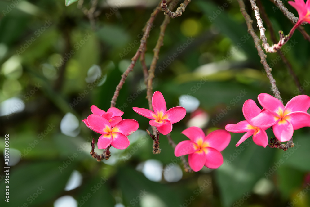 Obraz premium Colorful flowers in the garden.Plumeria flower blooming.Beautiful flowers in the garden Blooming in the summer.Landscaped Formal Garden. 