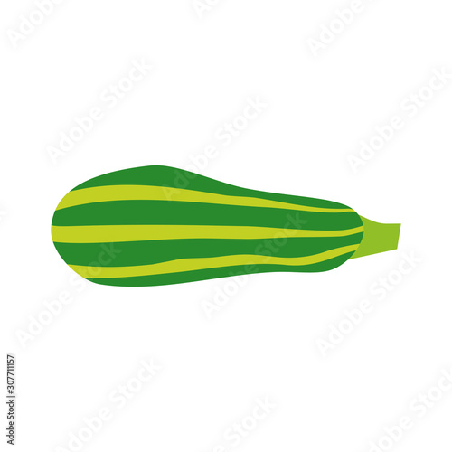 Zucchini isolated on white background. Illustration of zucchini. 