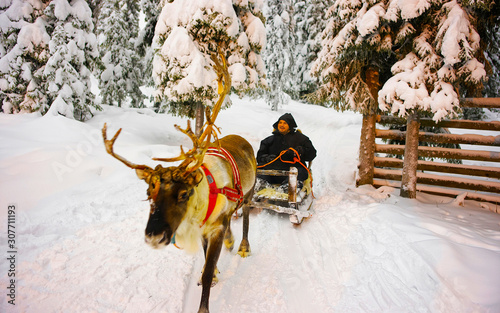 Man on Reindeer sleigh in Finland in Rovaniemi at Lapland farm. Person on Christmas sledge at winter sled ride safari with snow Finnish Arctic north pole. Fun with Norway Saami animals © Roman Babakin