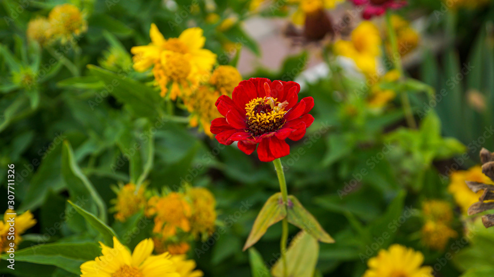 red flower