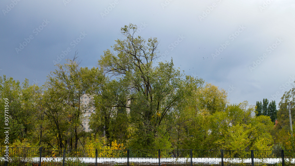 landscape with trees landscape with trees
