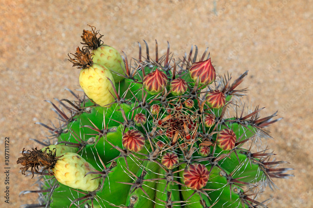 Cactus plants Ferocactus peninsulae Cactus plants Ferocactus peninsulae