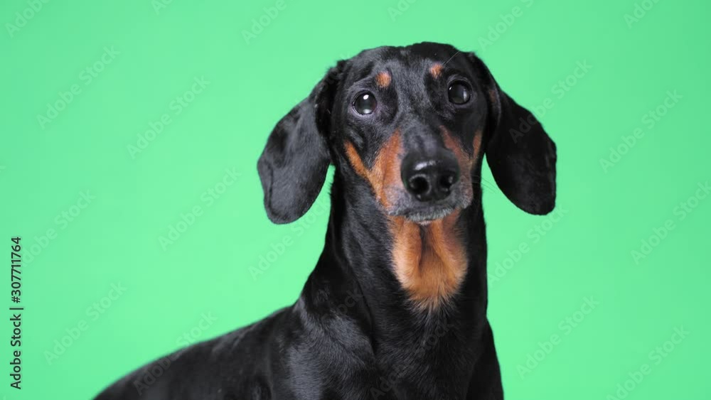 Close up portrait of cute little black and tan dachshund on green chromakey background, turning its head from side to side and looking at different corners, and finally running out. Close up portrait of cute little black and tan dachshund on green chromakey background, turning its head from side to side and looking at different corners, and finally running out.