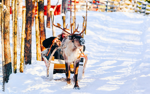 Photography Man on Reindeer sleigh in Finland in Rovaniemi at Lapland farm