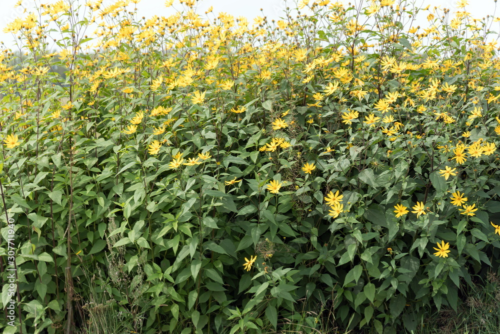 Thickets of a perennial flowering plant Jerusalem artichoke or Sunflower tuberous (Latin: Helianthus tuberosus) in the fall.