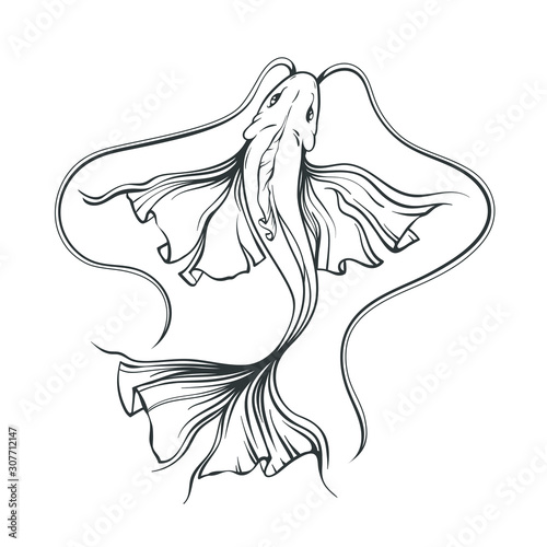Sketch hand drawn of koi japan card, fish, vector line art illustration isolated on white background