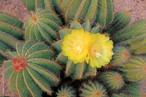 Cactus plants Notocactus magnificus
