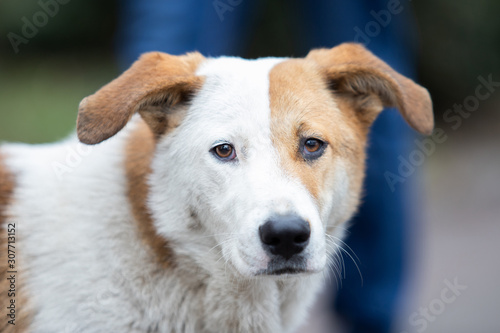Portrait of a white dog with brown ears looks carefully at the camera. stray animal. sad look