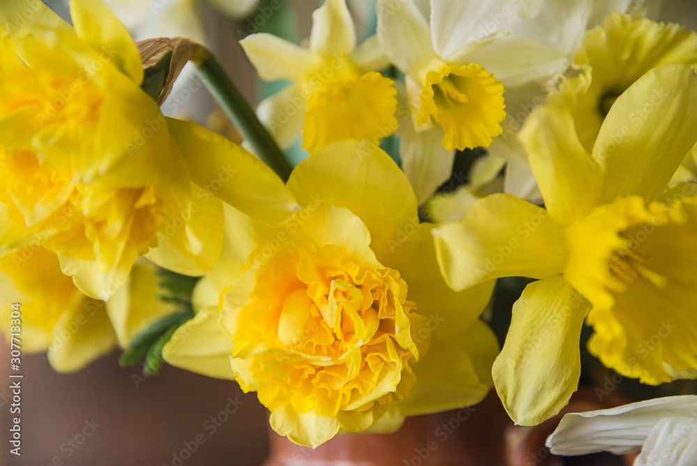 Bunch of yellow daffodils on sunlight close up