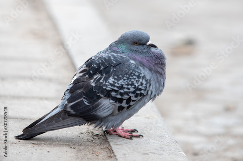 gray pigeon fluffed from the cold sits on the curb in the city