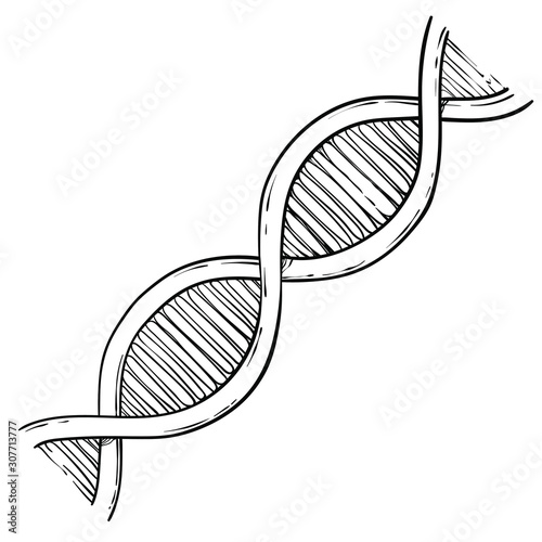 Line art of DNA, vector sketch hand drawn illustration