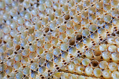 bee larvae in the nest