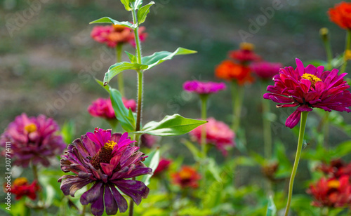 red flowers in the garden