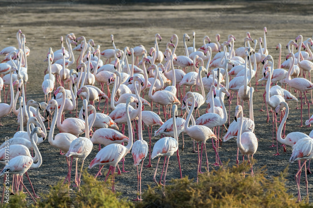 Naklejka premium Caribbean pink flamingo at Ras al Khor Wildlife Sanctuary, a wetland reserve in Dubai, United Arab Emirates