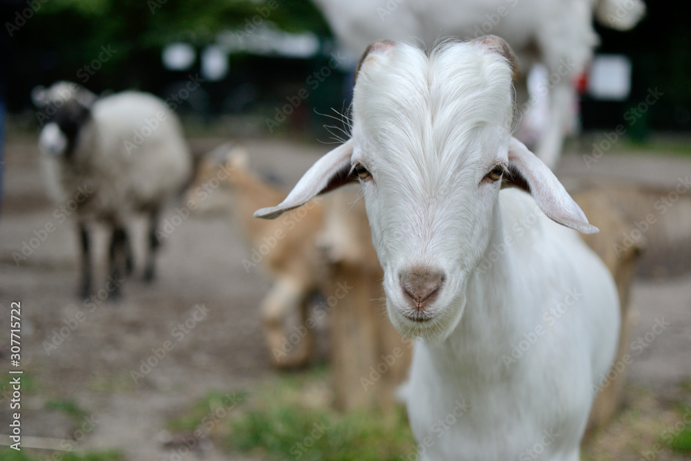 goats and sheeps in contact zoo animal portrait goats and sheeps in contact zoo animal portrait