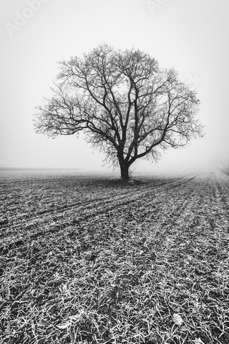 einsamer Baum im Winter auf einem Feld mit Frost, Nebel,Raureif und Schnee in schwarz weiss