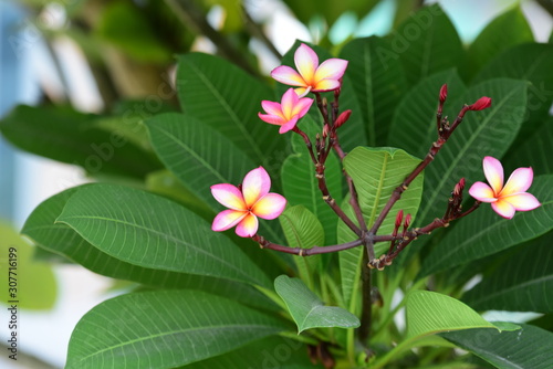 Beautiful spring flowers in the garden 